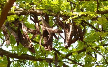 carob-tree-7328_1280